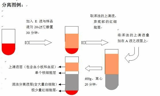 大鼠支气管成纤维细胞