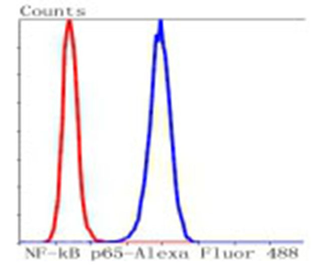 NF-kB p65 Rabbit Monoclonal An