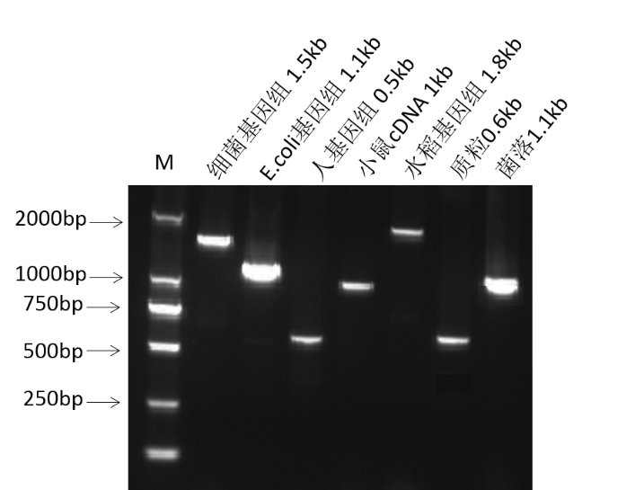 麦伯生物2×Taq PCR SuperMix(dye+)