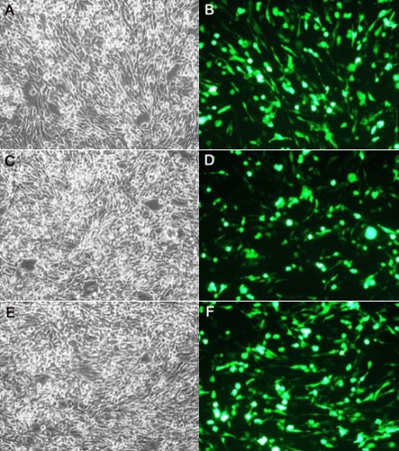 Lipo8000™转染试剂