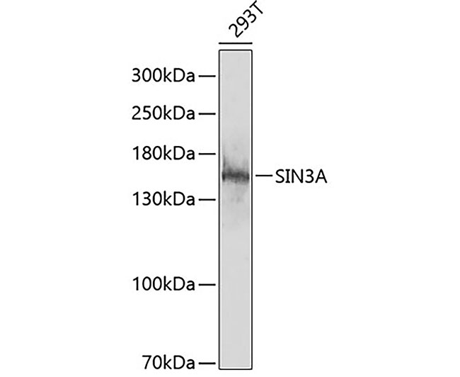 SIN3A Rabbit Polyclonal Antibo