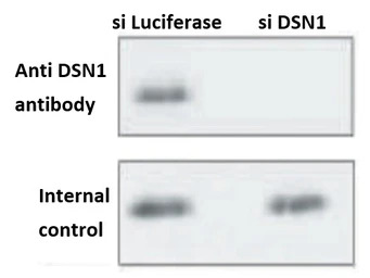 DSN1 antibody