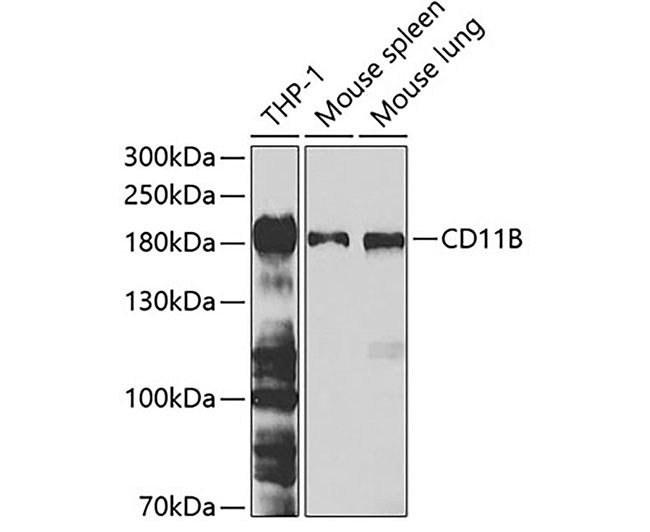 CD11B Rabbit Polyclonal Antibo