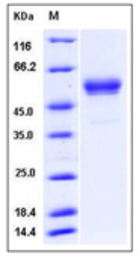 Mouse Interferon gamma protein