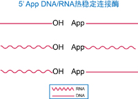 DNA/RNA热稳定连接酶