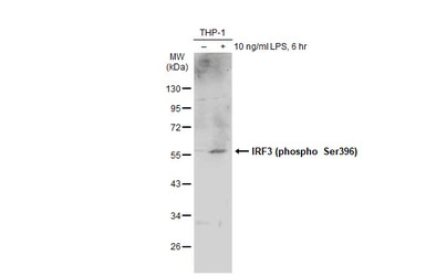 IRF3 (phospho Ser396) antibody