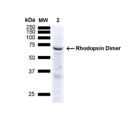 Rhodopsin antibody [4D2]