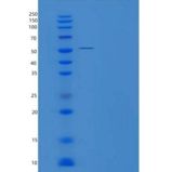 人EDIL3/Del-1重组蛋白C-6His