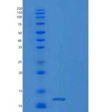 人生长分化因子11/GDF-11/BMP-11重组蛋白