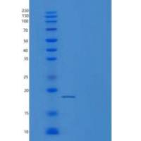 大鼠白介素10(IL10)重组蛋白