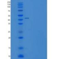 人白血病抑制因子(LIF)重组蛋白Fc Tag