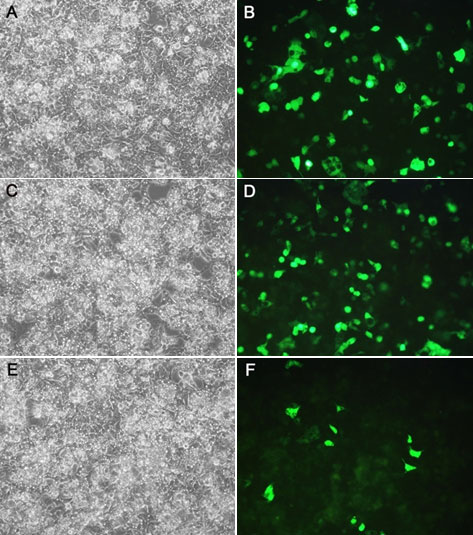 Lipo8000™转染试剂