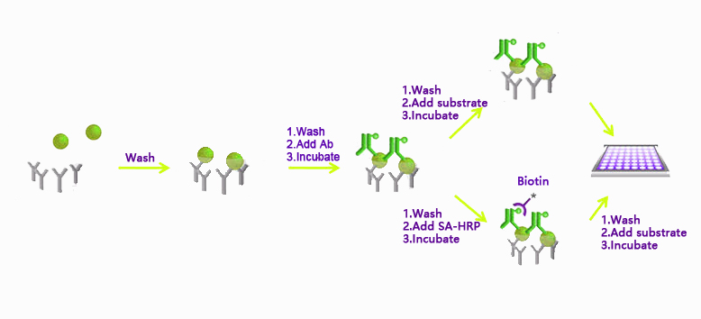 ELISA亲和力测定技术服务