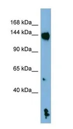 NALP1 antibody