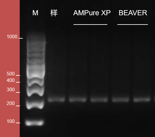 海狸BEAVER  PCR产物纯化试剂  PCR-50G
