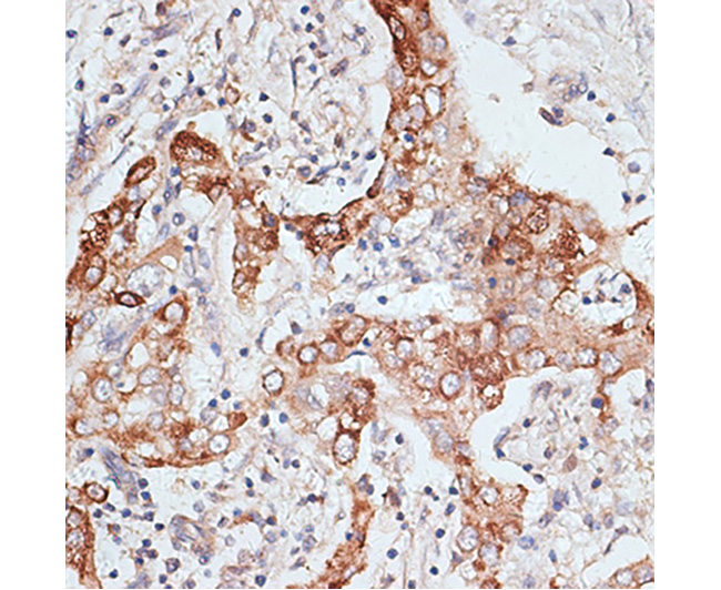 PIGR Rabbit Polyclonal Antibod