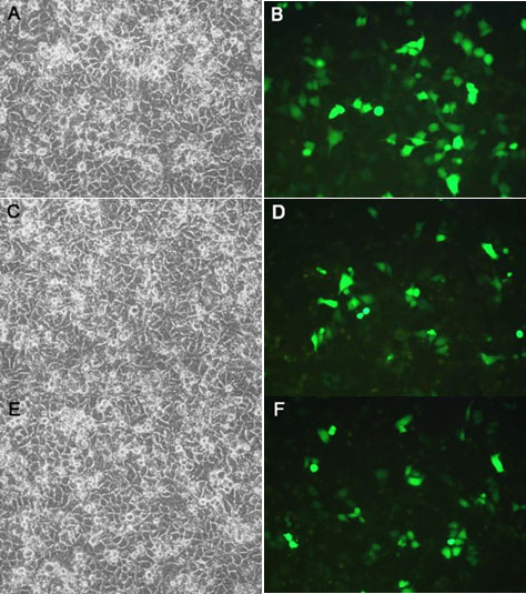 Lipo8000™转染试剂