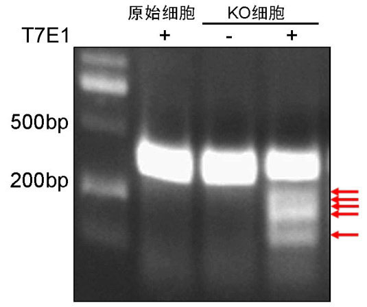 CRISPR/Cas9基因敲除技术服务