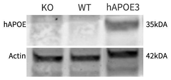 Apoe3-4.png Apoe3-4.png