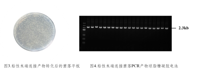传统/TA 克隆：T4 Quick Ligation Mix