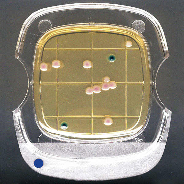 亚速旺ASONE 微生物快速检验测试片 （3M Petrif