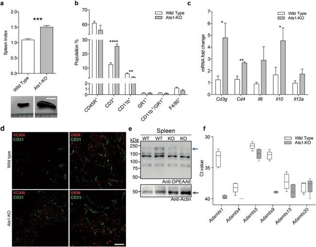 CD3e Antibody