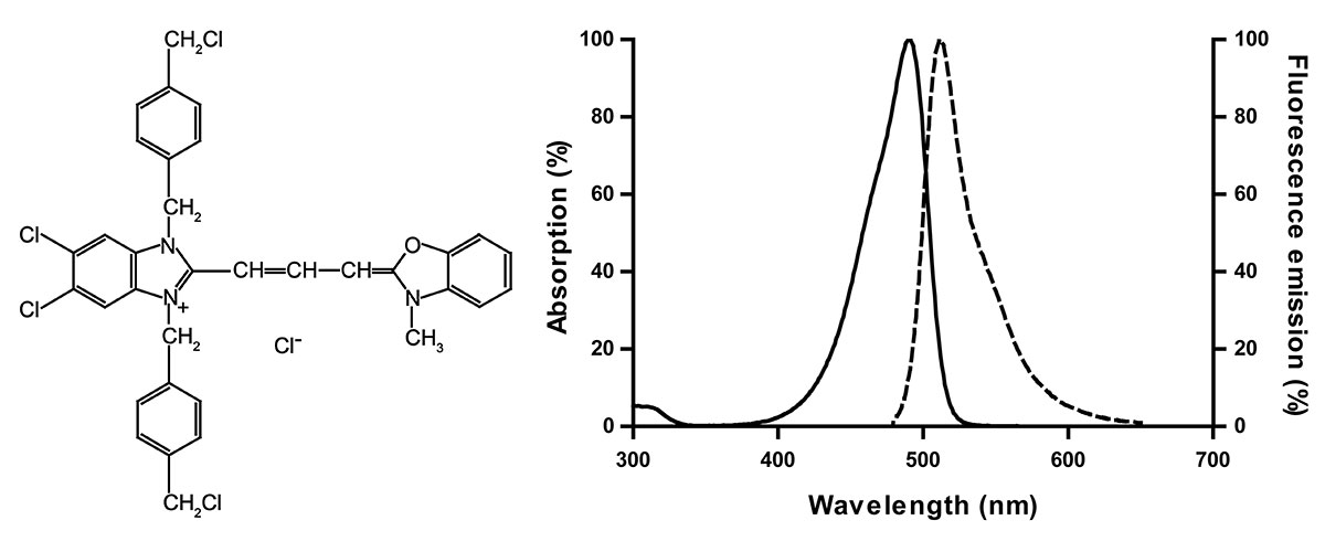 Mito-Tracker Green (线粒体绿色荧光探针)