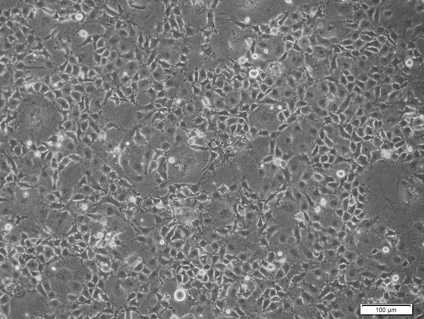 COS-7 (非洲绿猴肾细胞)