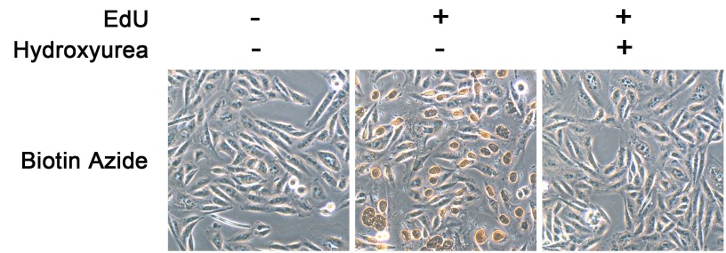 BeyoClick™ EdU细胞增殖检测试剂盒(DAB法)