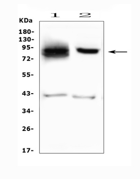 SMURF2 Antibody 抗体，orb570354，B