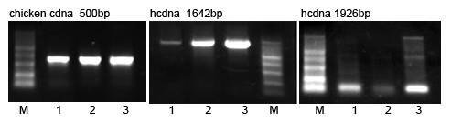 golden MLV反转录酶比较图 golden MLV反转录酶比较图