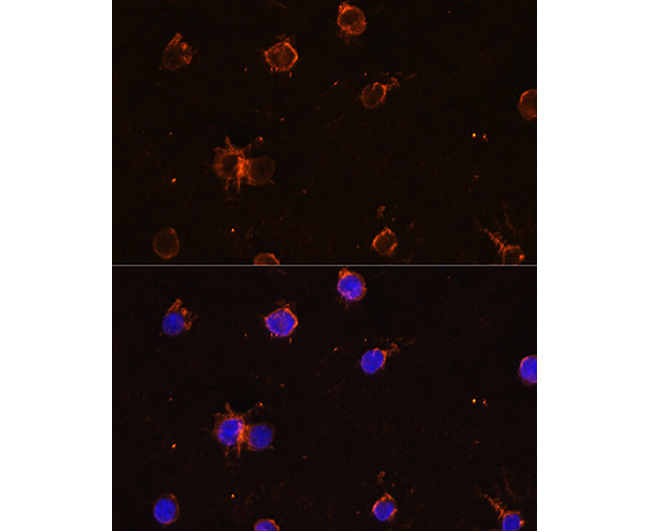 CD11B Rabbit Polyclonal Antibo