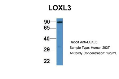 LOXL3 antibody