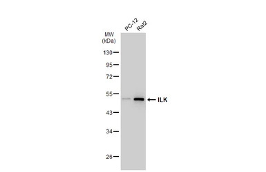 ILK antibody [SC68-04]