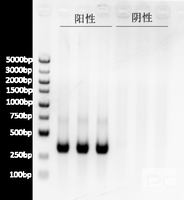 人疱疹病毒通用PCR试剂盒