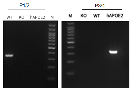 Apoe2-2.png Apoe2-2.png
