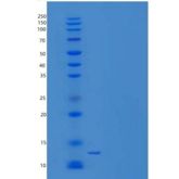 小鼠胱抑素8/CST8重组蛋白N-6His