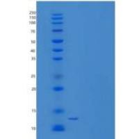 小鼠胱抑素8/CST8重组蛋白N-6His