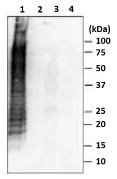 Salmonella enteritidis LPS ant