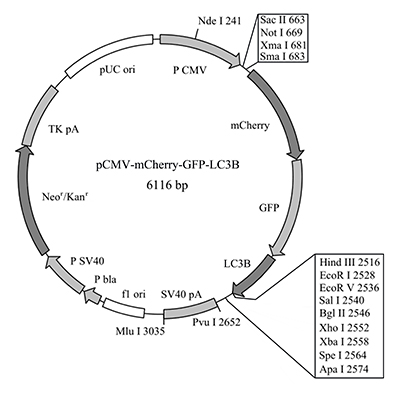 pCMV-mCherry-GFP-LC3B