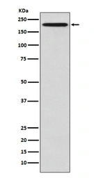GCN2 antibody [ACAA-5]