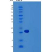 人血管内皮生长因子C(VEGFC)重组蛋白