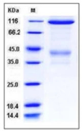 Mouse c-Met protein, human IgG
