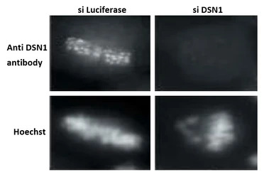 DSN1 antibody