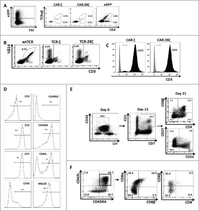 CD3 Antibody