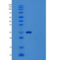 人IgG4-Fc重组蛋白108 Ser/Pro