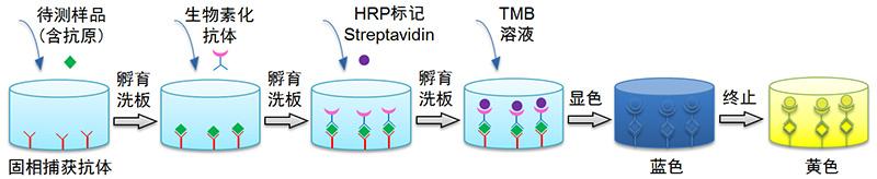 Mouse IFN-γ ELISA Kit