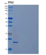 人胱抑素C/CST3重组蛋白C-6His