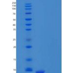 人C-X-C基序趋化因子12/CXC l12/SDF-1（22-93）重组蛋白