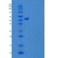 人载脂蛋白A-IV重组蛋白
